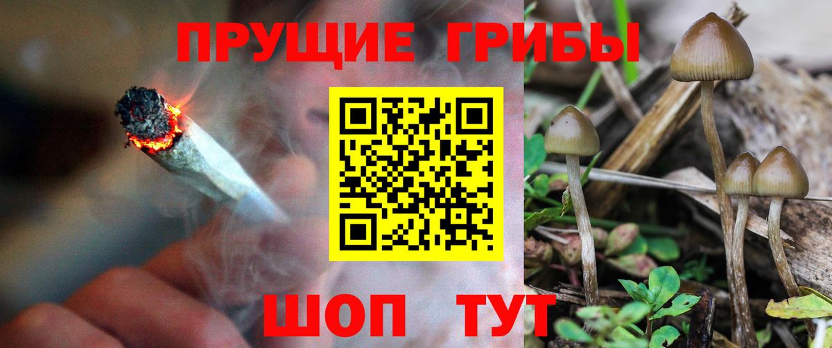 Галлюциногенные грибы мицелий  Псилоцибиновые грибы прущие грибы  Назарово  Вход с VPN 
